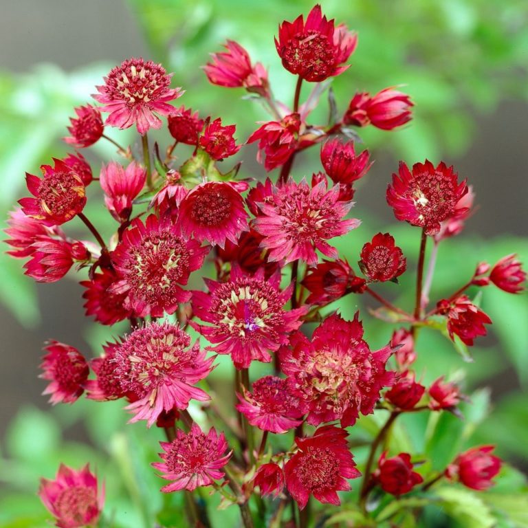 Astrantia Major Ruby Wedding Zeeuws Knoopje Vaste Tuinplanten