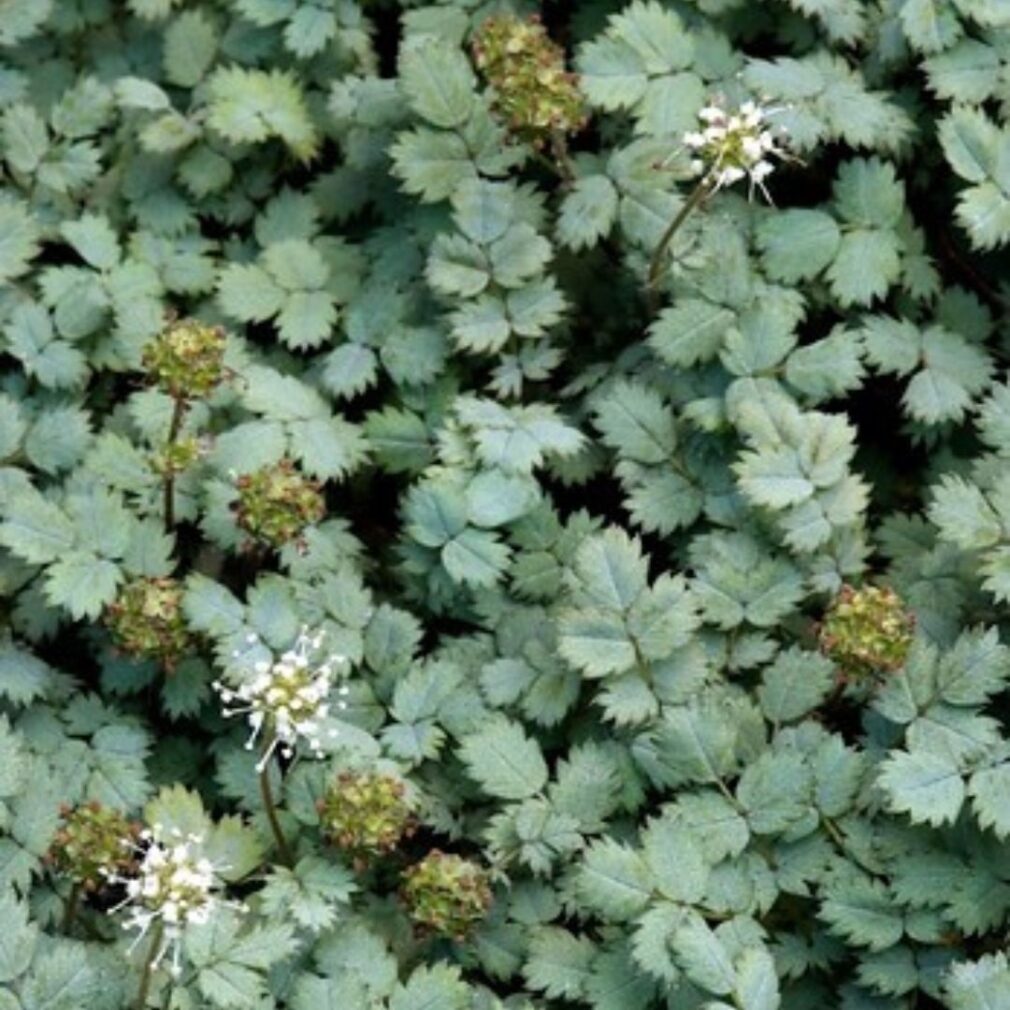 Acaena buchananii (Stekelnootje)