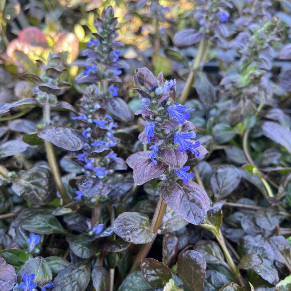 Ajuga reptans 'Atropurpurea' (Kruipend Zenegroen)
