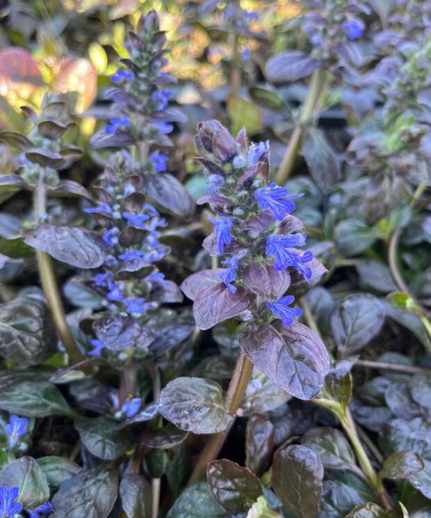 Ajuga reptans 'Atropurpurea' (Kruipend Zenegroen)