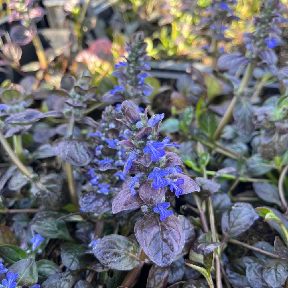Ajuga reptans 'Atropurpurea' (Kruipend Zenegroen)