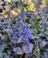 Ajuga reptans 'Atropurpurea' (Kruipend Zenegroen)