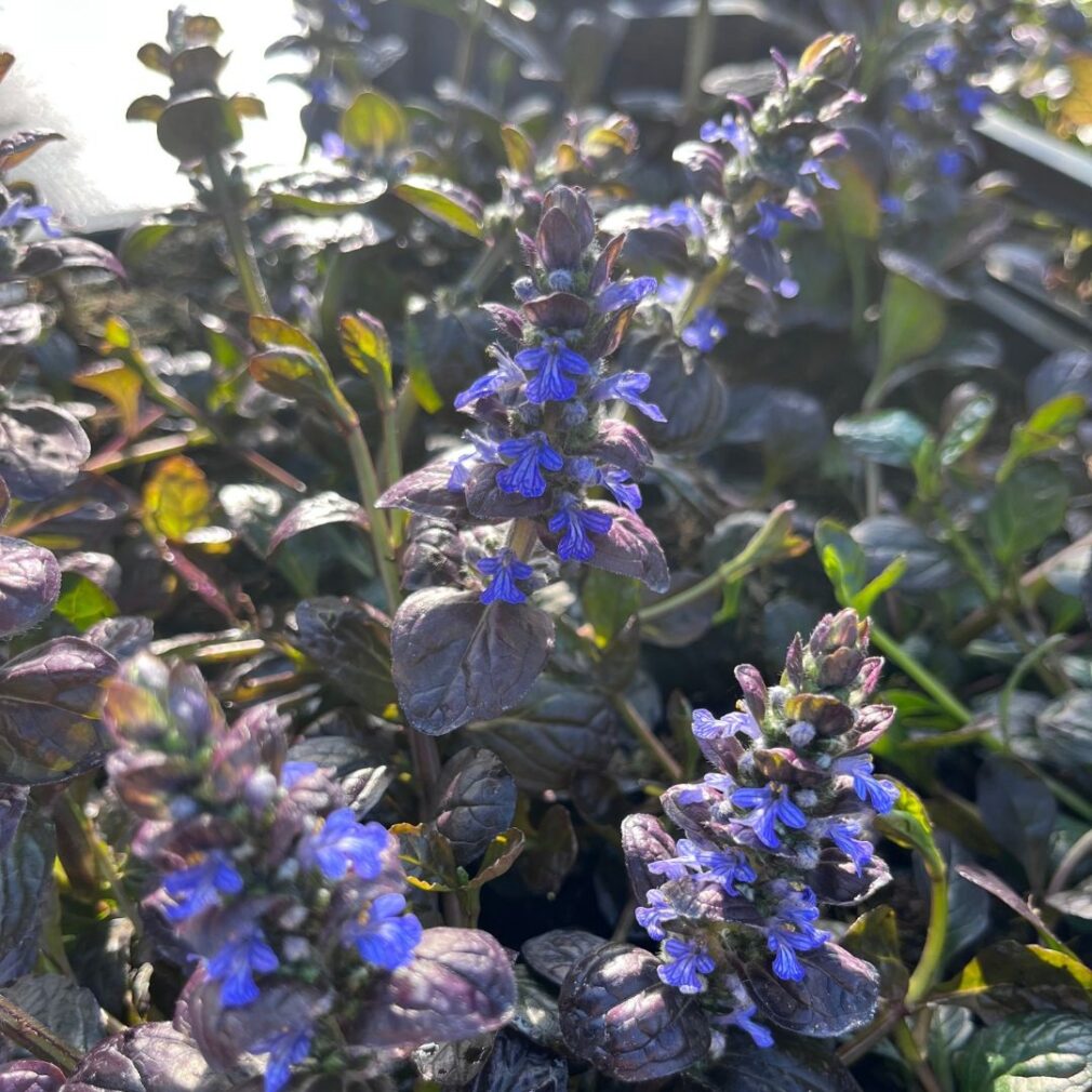 Ajuga reptans 'Atropurpurea' (Kruipend Zenegroen)
