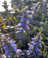 Ajuga reptans 'Atropurpurea' (Kruipend Zenegroen)