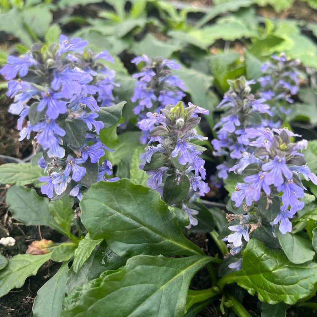 Ajuga reptans (Kruipend Zenegroen)