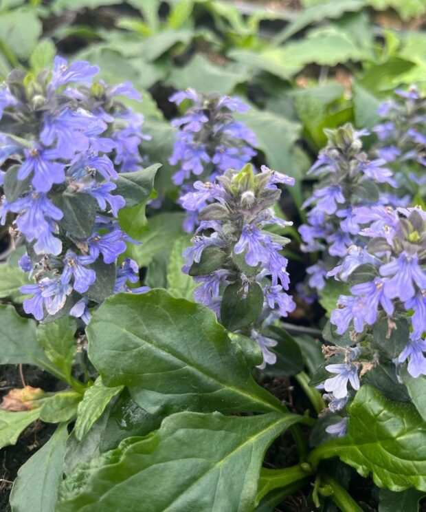 Ajuga reptans (Kruipend Zenegroen)