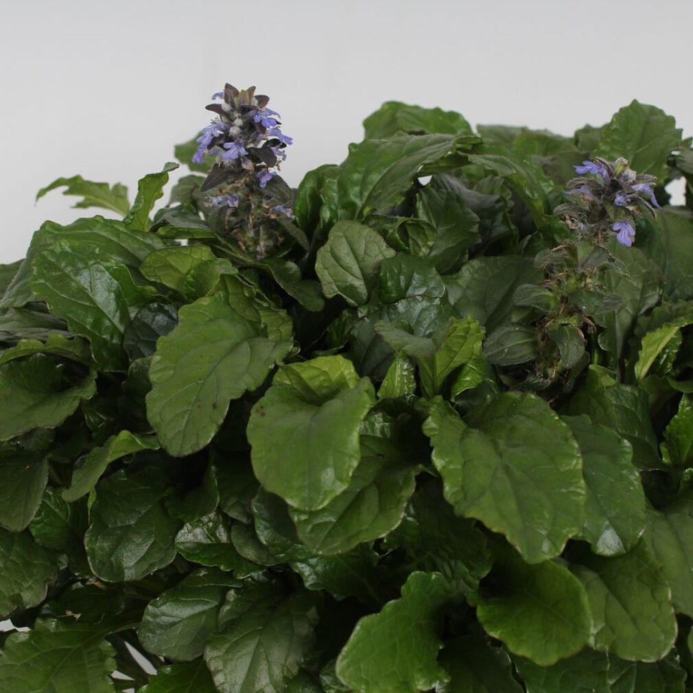 Ajuga reptans (Kruipend Zenegroen)