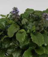 Ajuga reptans (Kruipend Zenegroen)