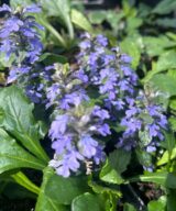 Ajuga reptans (Kruipend Zenegroen)