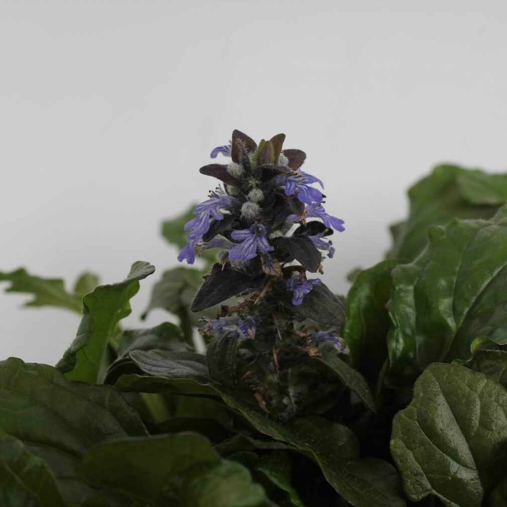 Ajuga reptans (Kruipend Zenegroen)