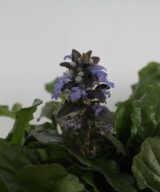 Ajuga reptans (Kruipend Zenegroen)