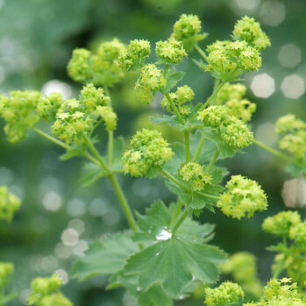 Alchemilla mollis (Vrouwenmantel)