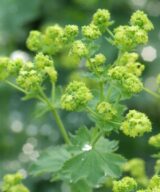 Alchemilla mollis (Vrouwenmantel)