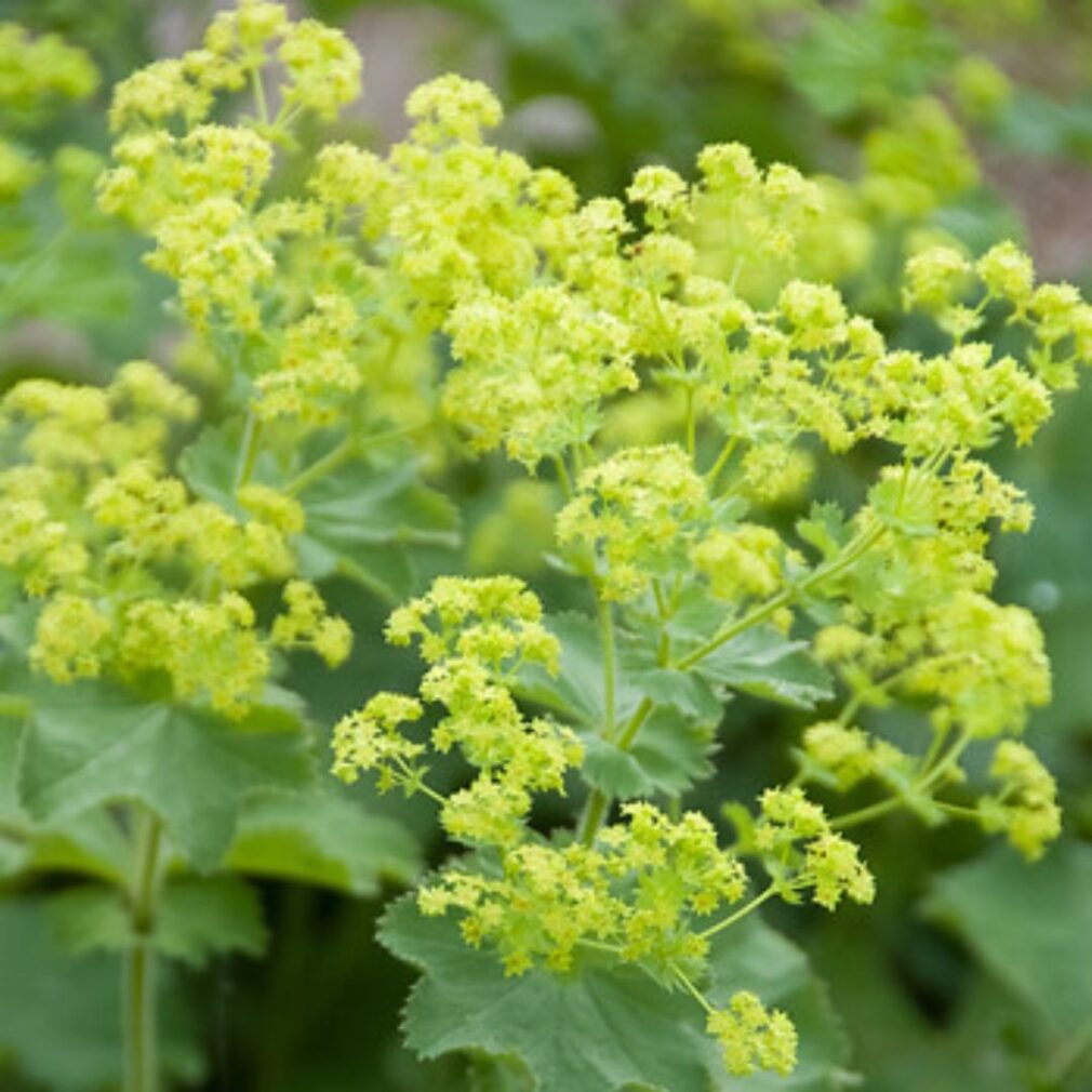 Alchemilla mollis (Vrouwenmantel)