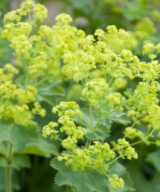 Alchemilla mollis (Vrouwenmantel)