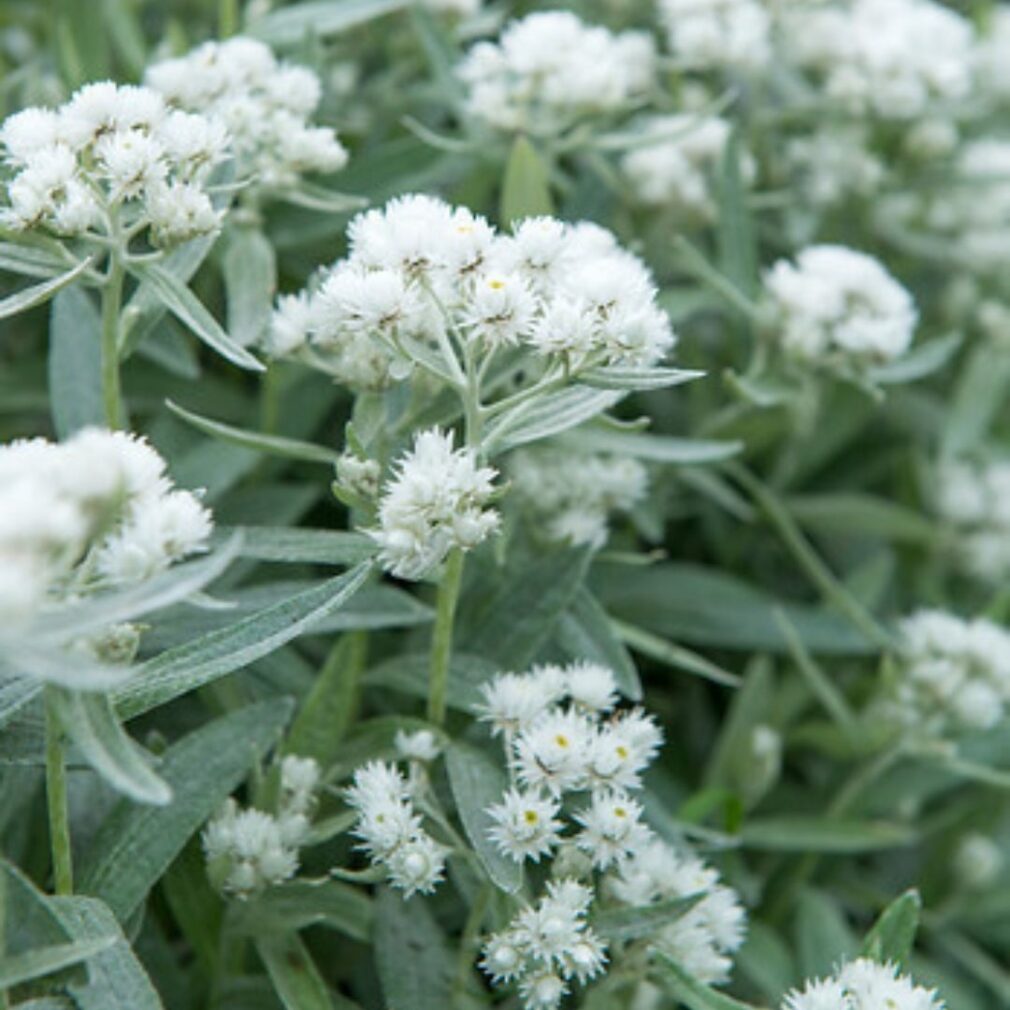 Anaphalis triplinervis (Siberische Edelweiss)