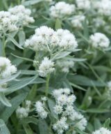 Anaphalis triplinervis (Siberische Edelweiss)