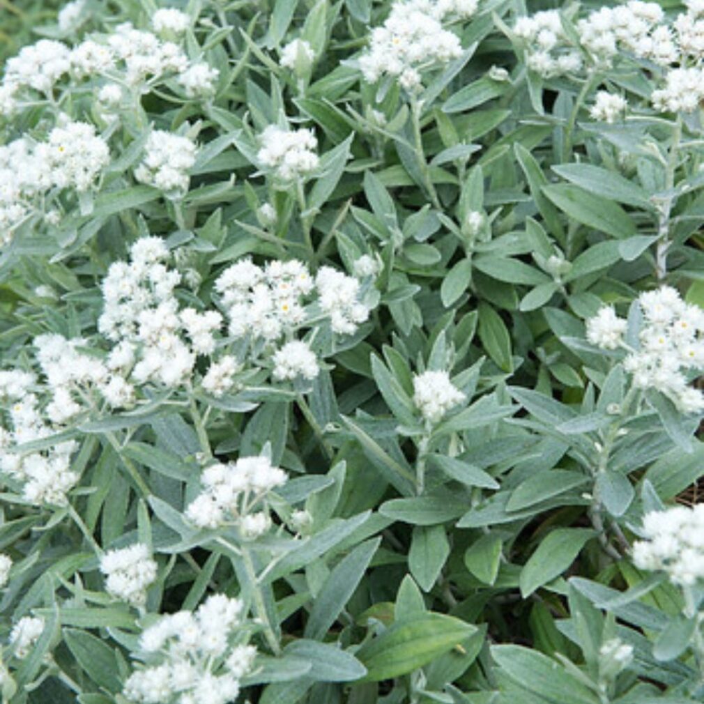 Anaphalis triplinervis (Siberische Edelweiss)