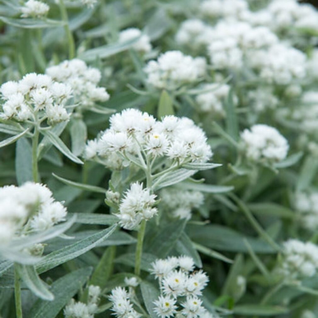 Anaphalis triplinervis (Siberische Edelweiss)