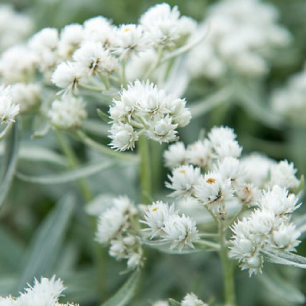 Anaphalis triplinervis (Siberische Edelweiss)