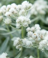 Anaphalis triplinervis (Siberische Edelweiss)