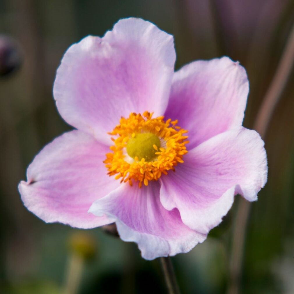 Anemone hupehensis 'September Charm' (Herfstanemoon)