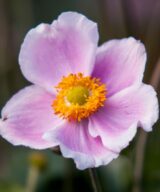 Anemone hupehensis 'September Charm' (Herfstanemoon)