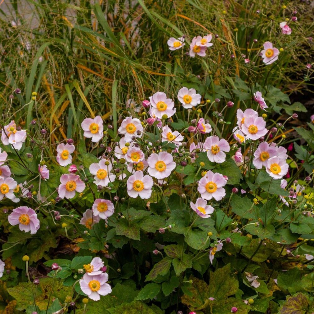 Anemone hupehensis 'September Charm' (Herfstanemoon)