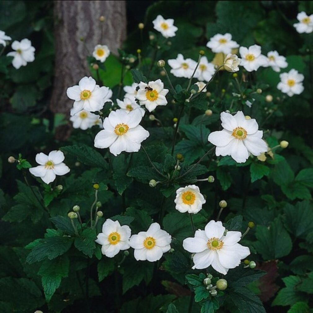 Anemone hybrida 'Honorine Jobert' (Herfstanemoon)