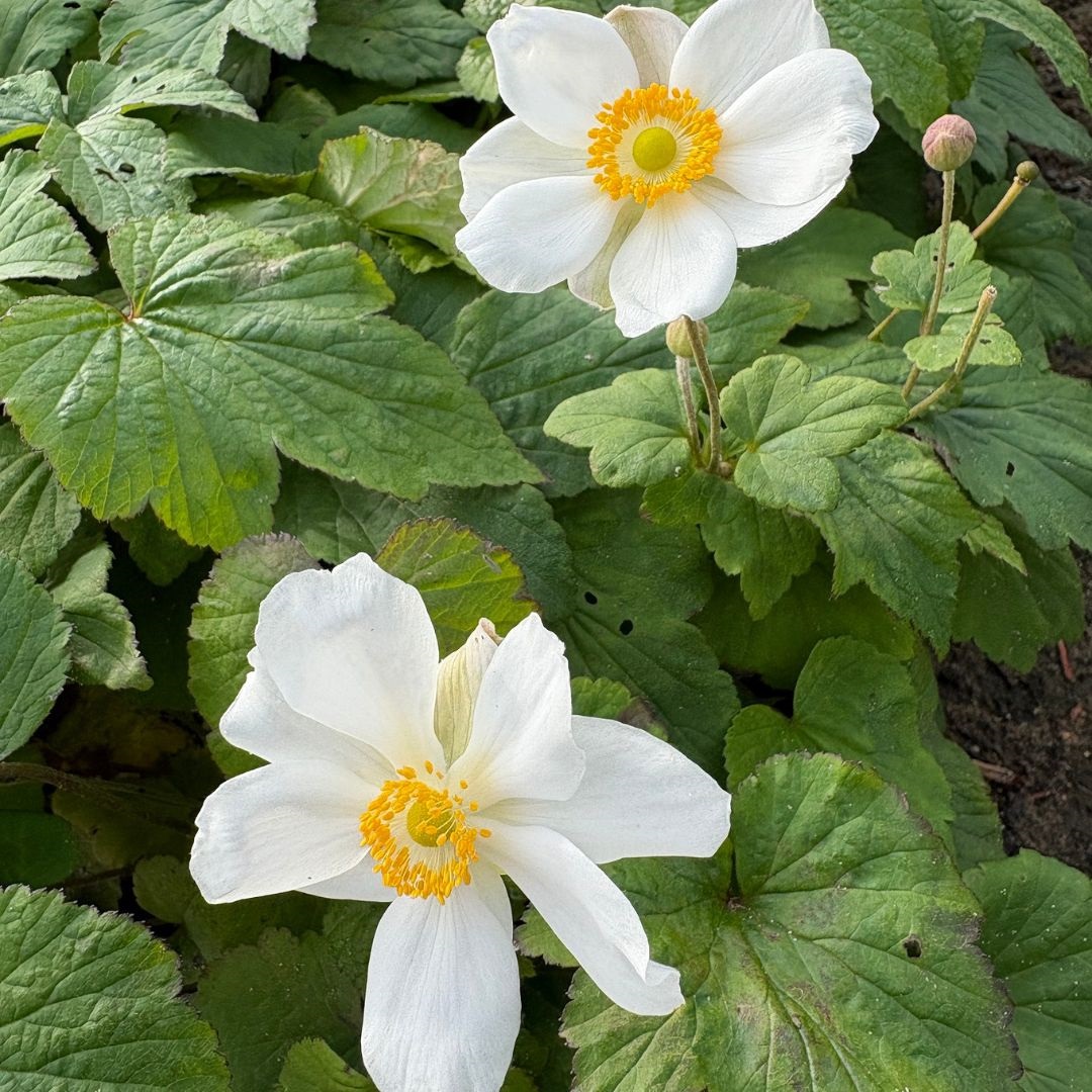 Anemone hybrida 'Honorine Jobert' (Herfstanemoon)
