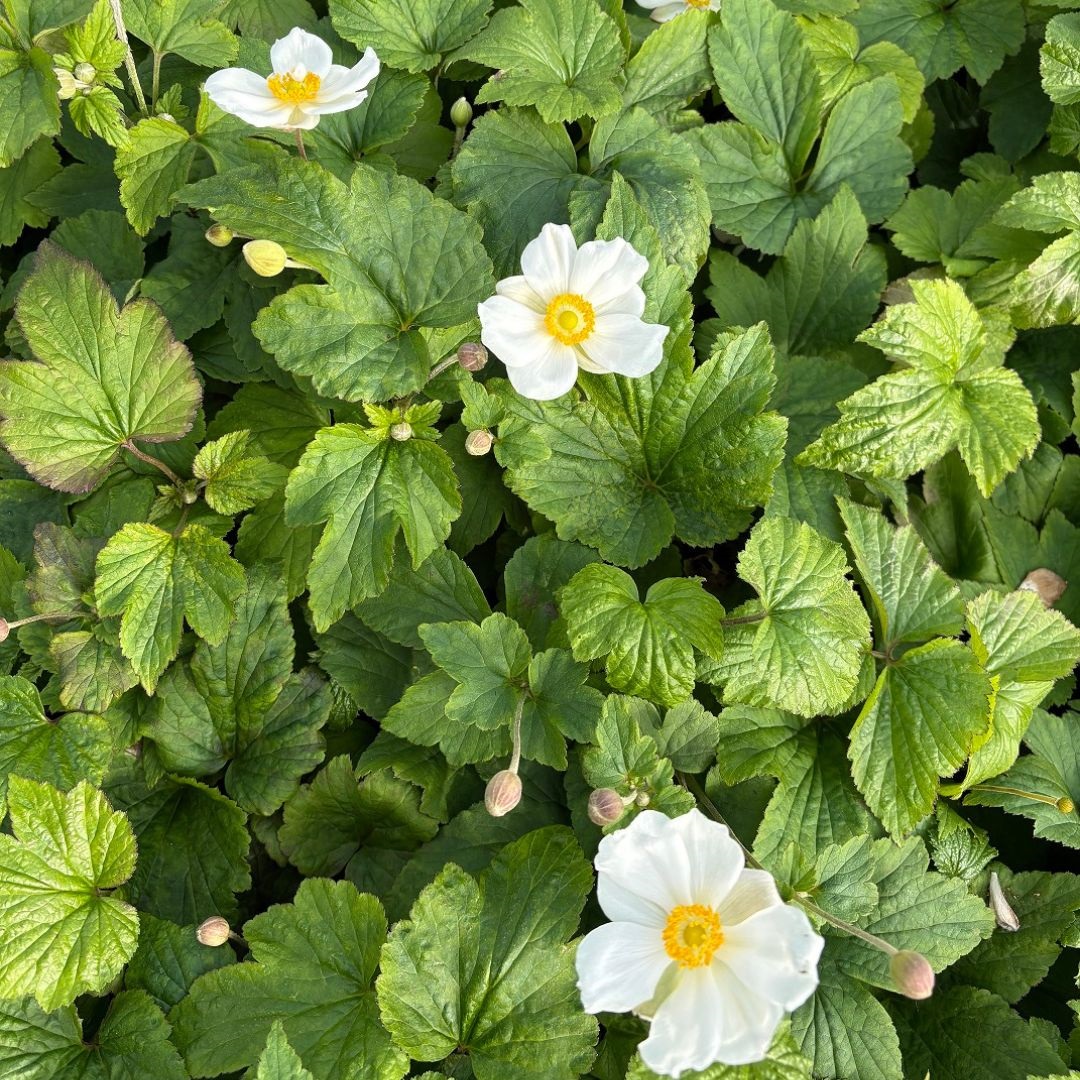 Anemone hybrida 'Honorine Jobert' (Herfstanemoon)
