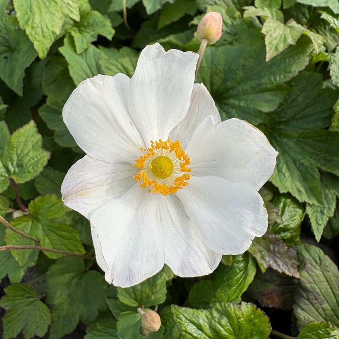 Anemone hybrida 'Honorine Jobert' (Herfstanemoon)