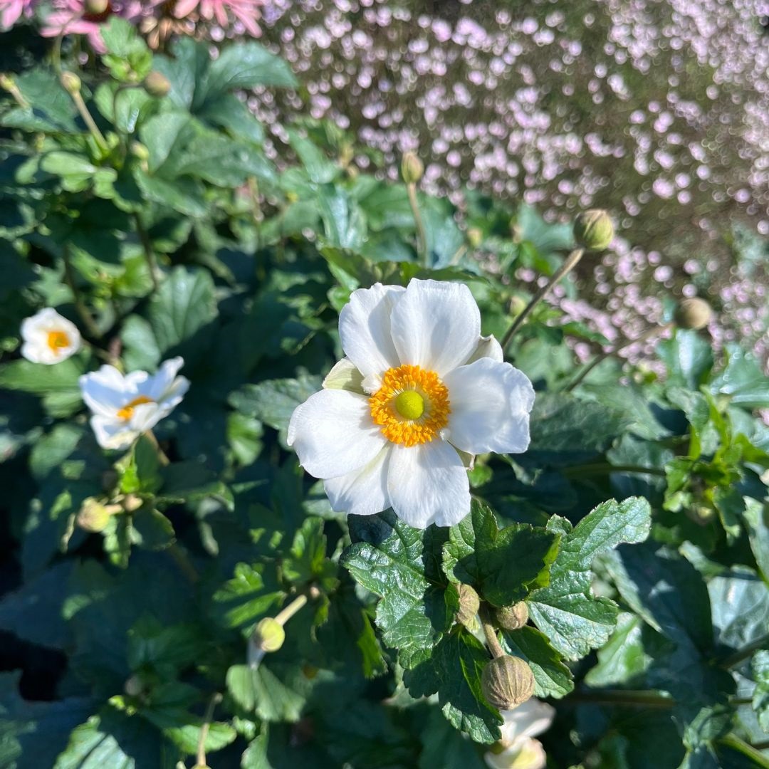 Anemone hybrida 'Honorine Jobert' (Herfstanemoon)