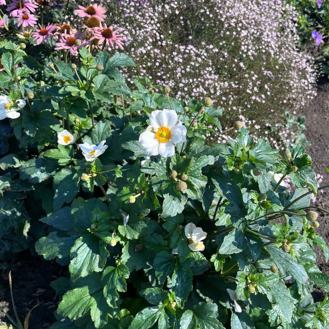Anemone hybrida 'Honorine Jobert' (Herfstanemoon)