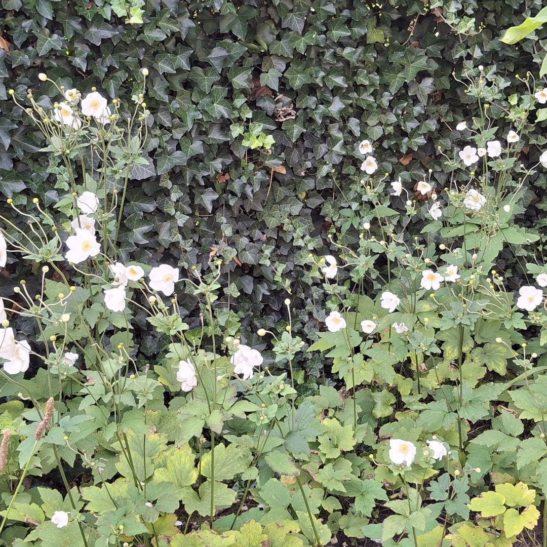 Anemone hybrida 'Honorine Jobert' (Herfstanemoon)