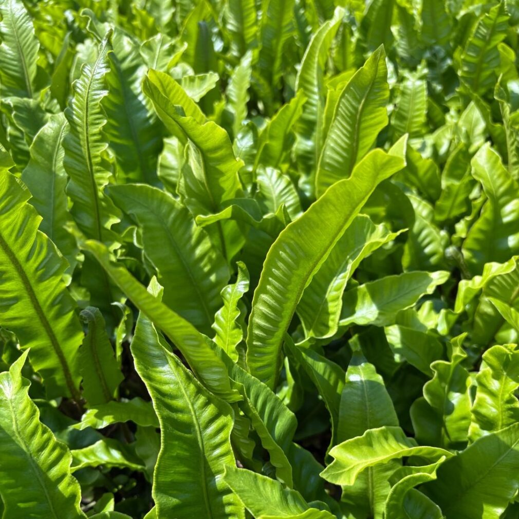 Asplenium scolopendrium (Tongvaren)