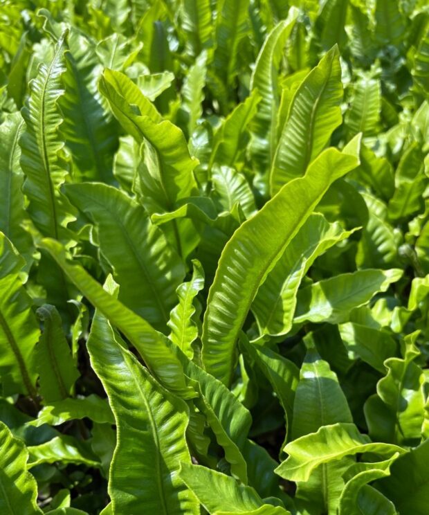 Asplenium scolopendrium (Tongvaren)
