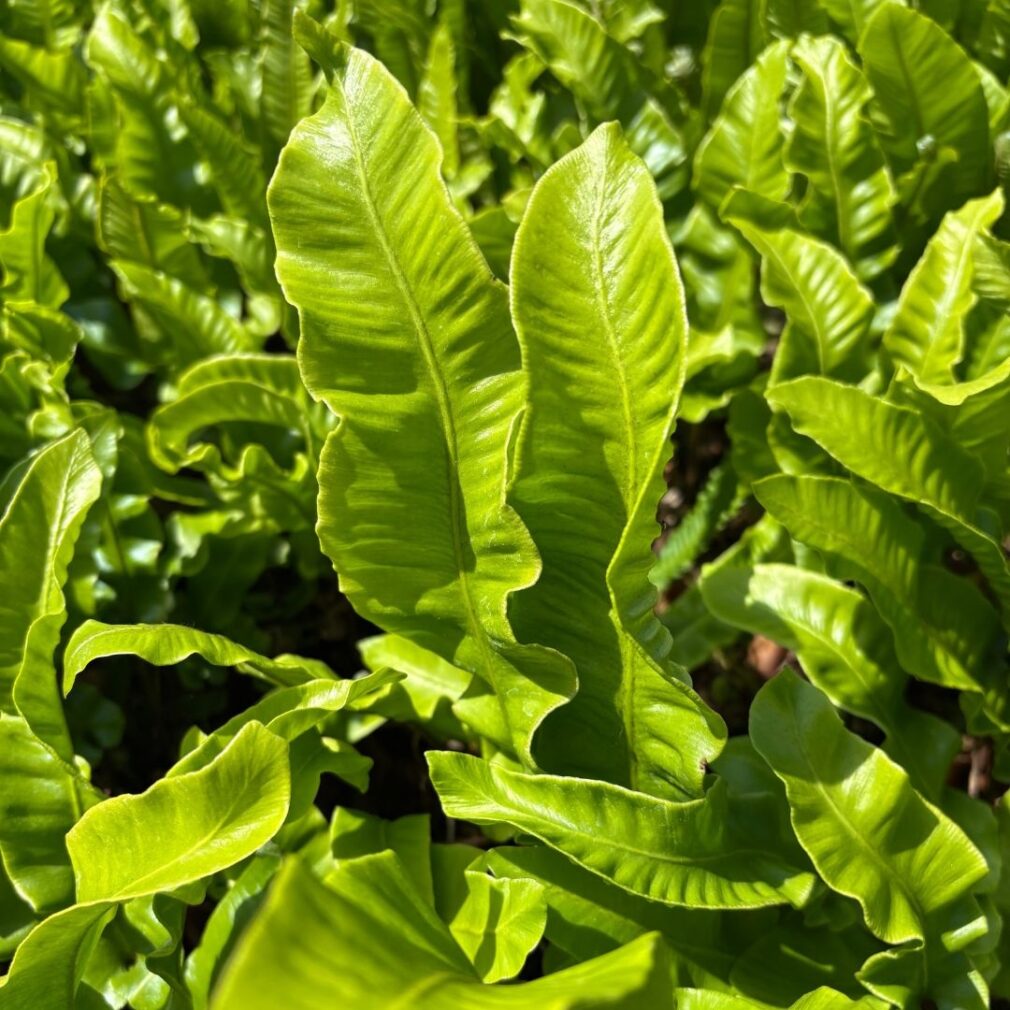 Asplenium scolopendrium (Tongvaren)