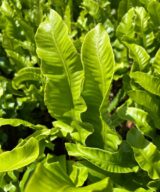 Asplenium scolopendrium (Tongvaren)