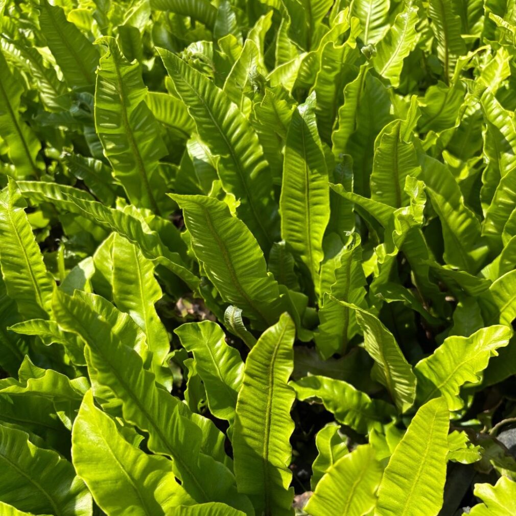 Asplenium scolopendrium (Tongvaren)