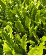 Asplenium scolopendrium (Tongvaren)
