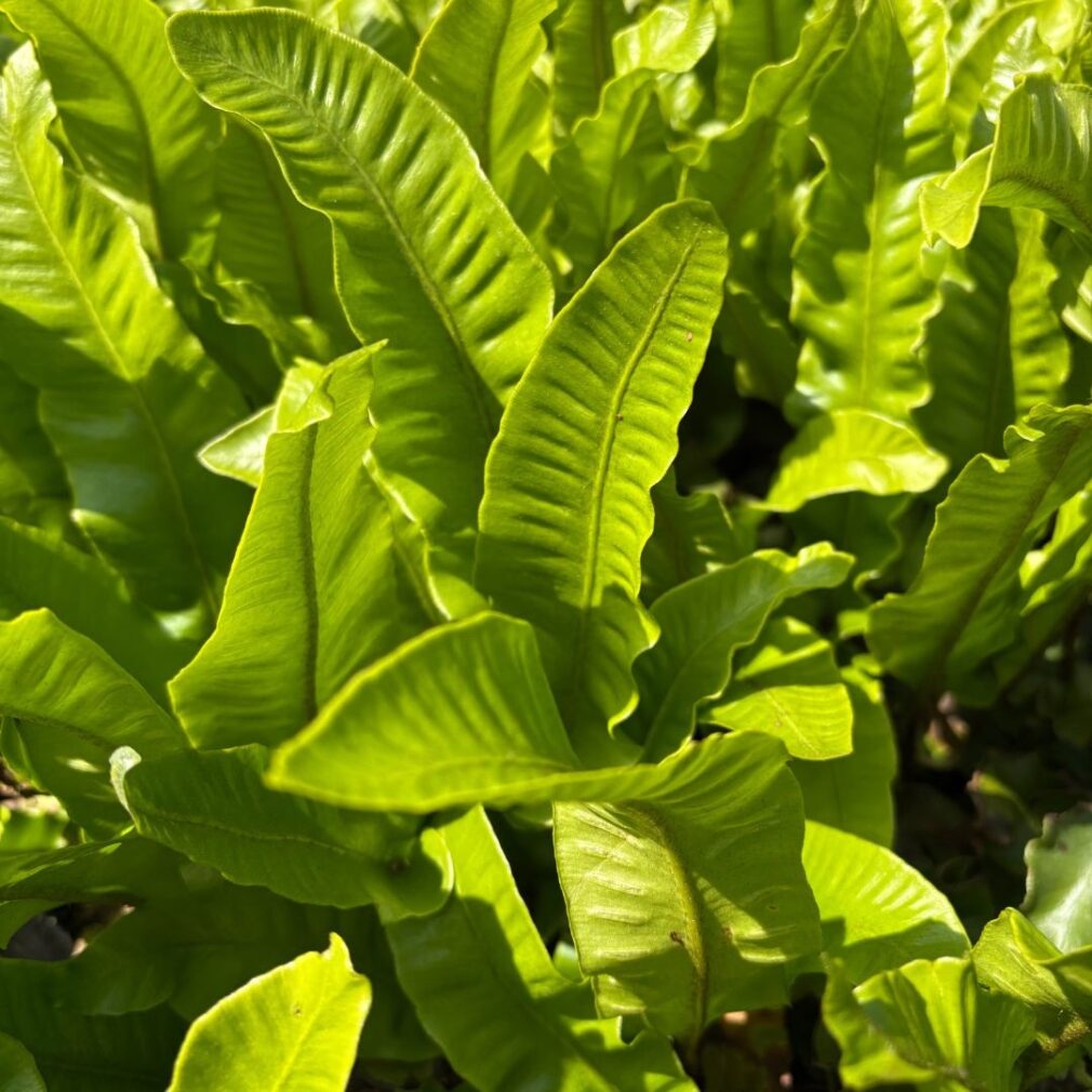 Asplenium scolopendrium (Tongvaren)