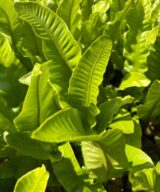 Asplenium scolopendrium (Tongvaren)