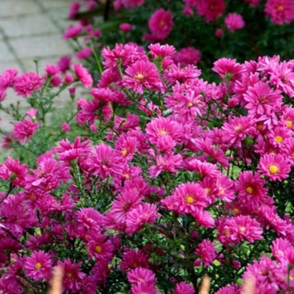 Aster dumosus 'Jenny' (Herfstaster)