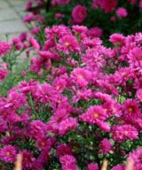 Aster dumosus 'Jenny' (Herfstaster)