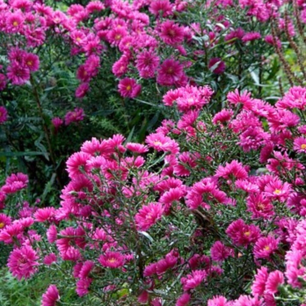 Aster dumosus 'Jenny' (Herfstaster)