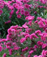 Aster dumosus 'Jenny' (Herfstaster)