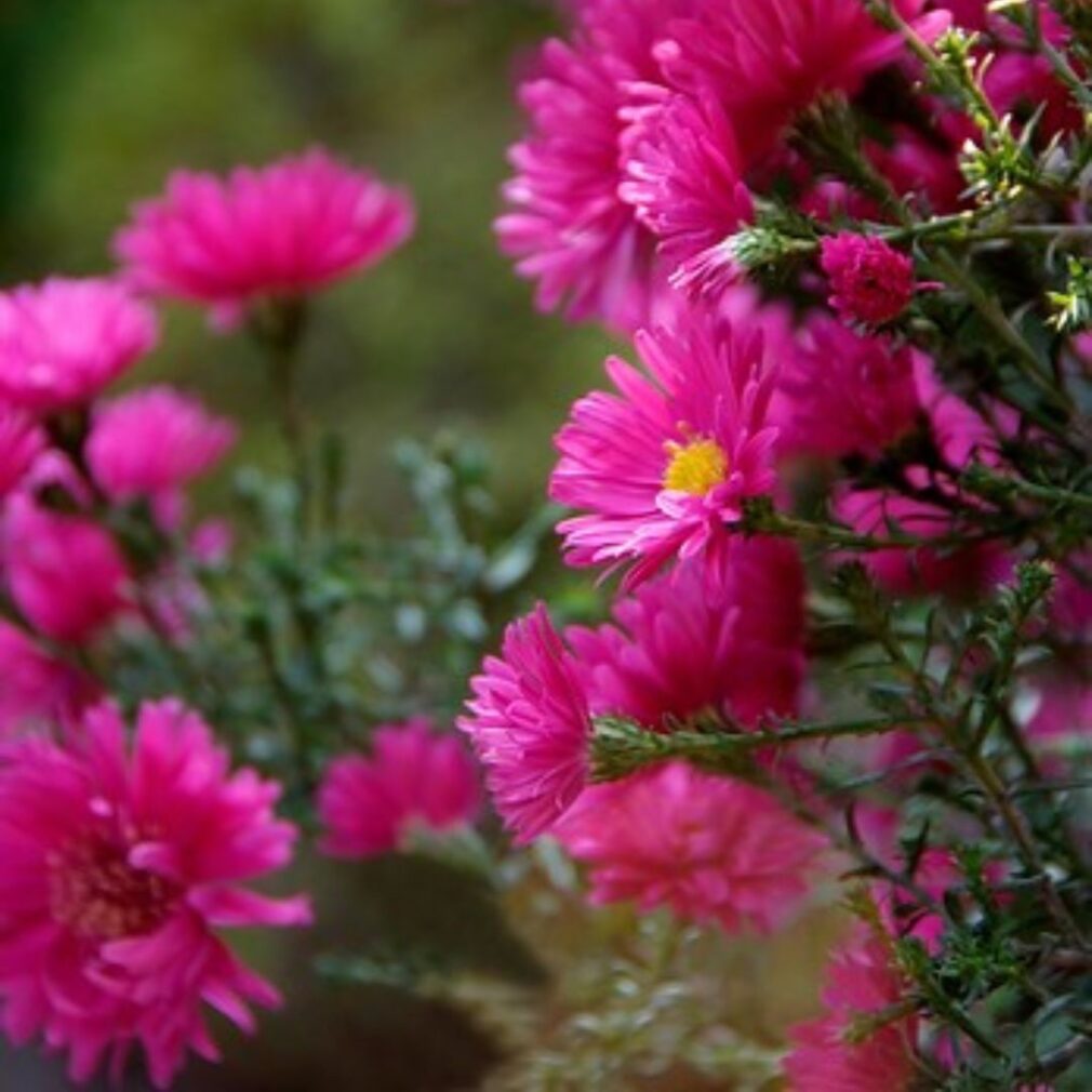 Aster dumosus 'Jenny' (Herfstaster)