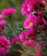 Aster dumosus 'Jenny' (Herfstaster)