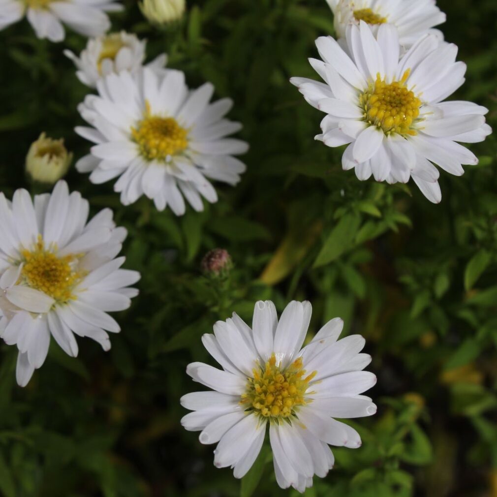 Aster dumosus 'Schneekissen' (Herfstaster)